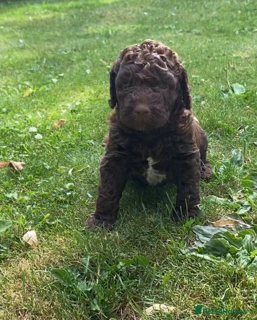 Lagotto Romagnolo dogs Lagotto Romagnolo puppies  - Advert 16