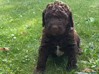 Lagotto Romagnolo dogs Lagotto Romagnolo puppies - Advert 16
