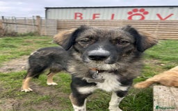 Mixed Breed dogs for adoption: MABEL - Image 3