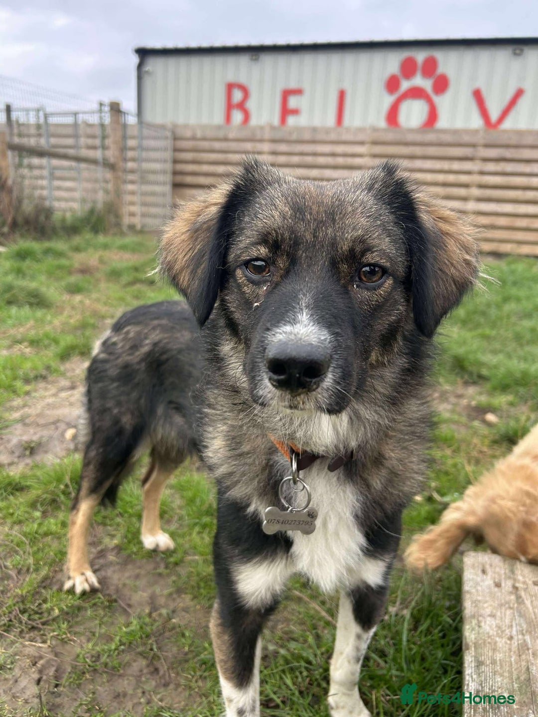 Mixed Breed dogs for adoption: MABEL - Image 3