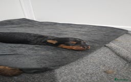 Welsh Terrier dogs for sale: Looking for the PERFECT home  - Advert 8