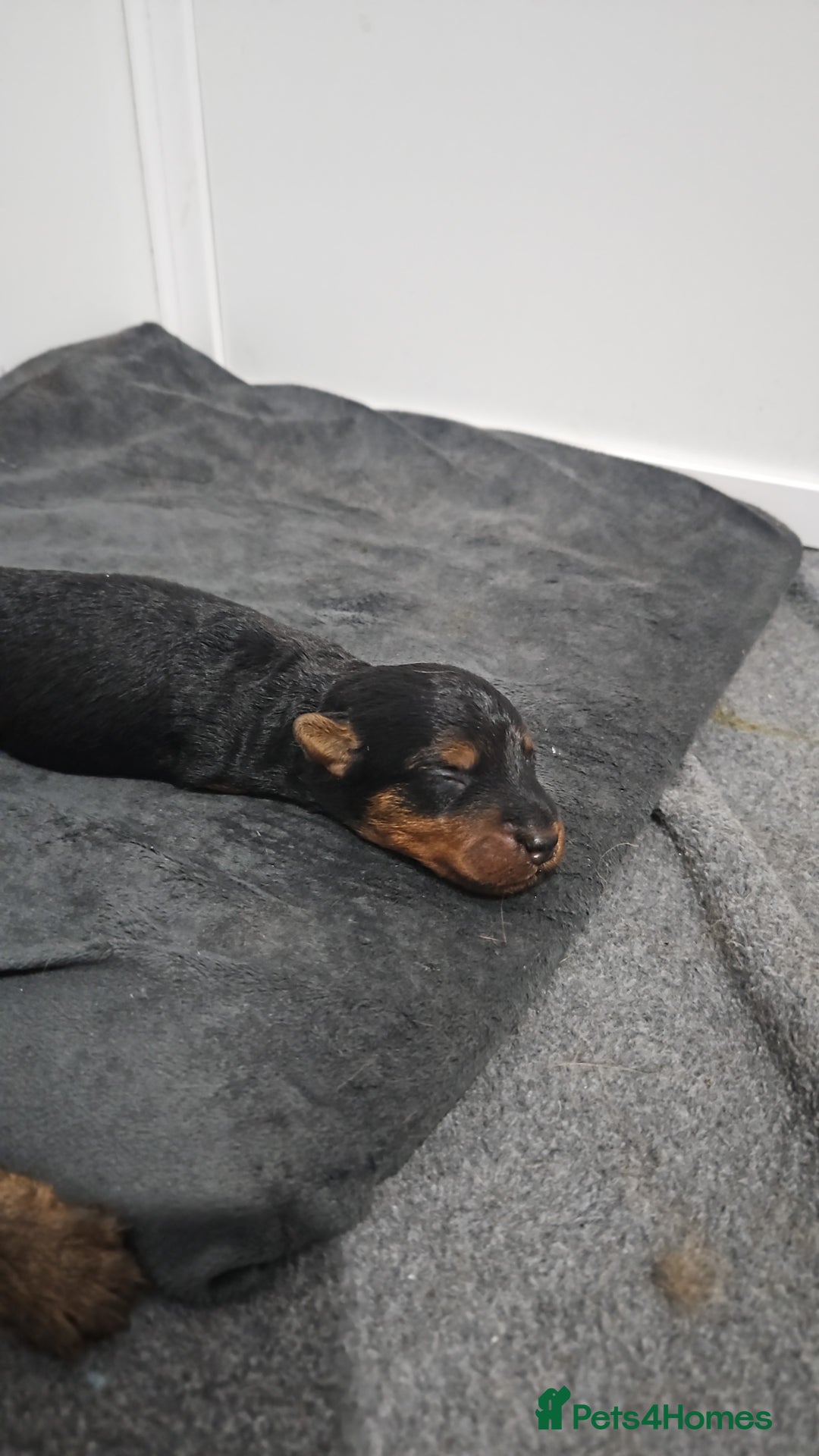 Welsh Terrier dogs for sale: Looking for the PERFECT home  - Advert 8