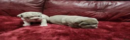 English Bulldog dogs for sale: 🐾Gorgeous British Bulldog Puppies - Boy & Girl💜 - Advert 15