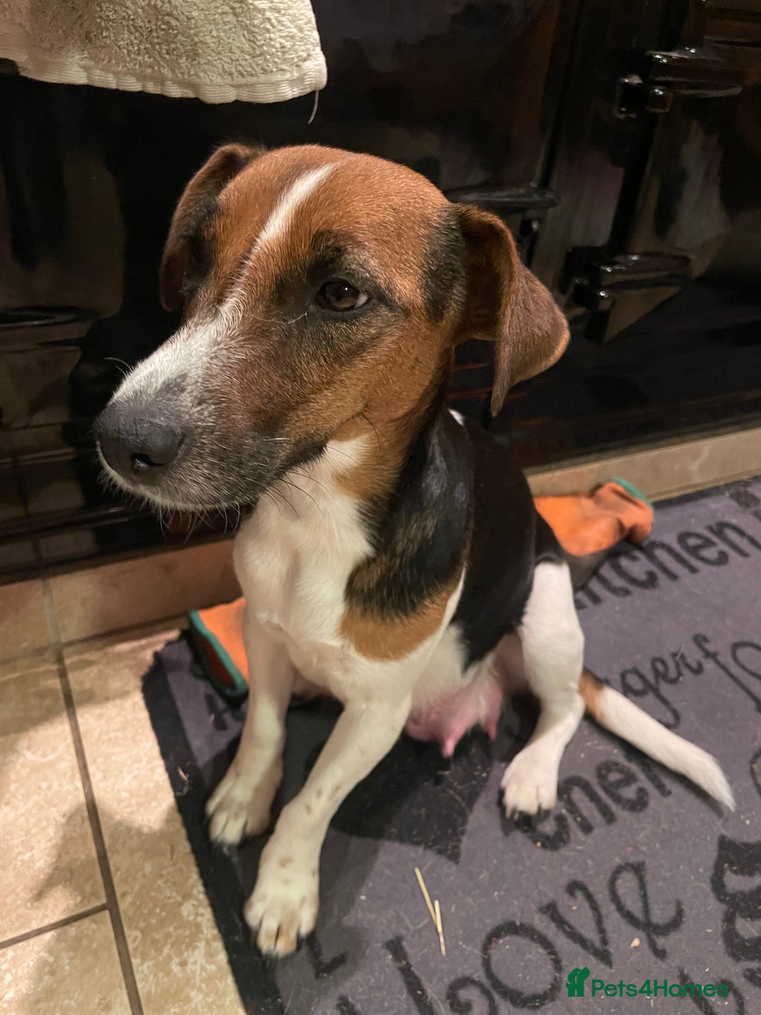 Jack Russell dogs for sale: Beautiful Tri-coloured Jack Russell  - Advert 1