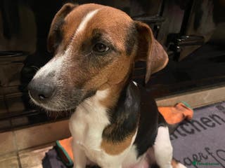 Jack Russell dogs Beautiful Tri-coloured Jack Russell - Advert 1