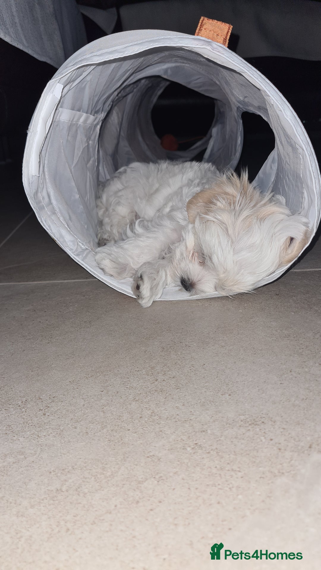 Mixed Breed dogs for sale: Havamalt pups - Image 5