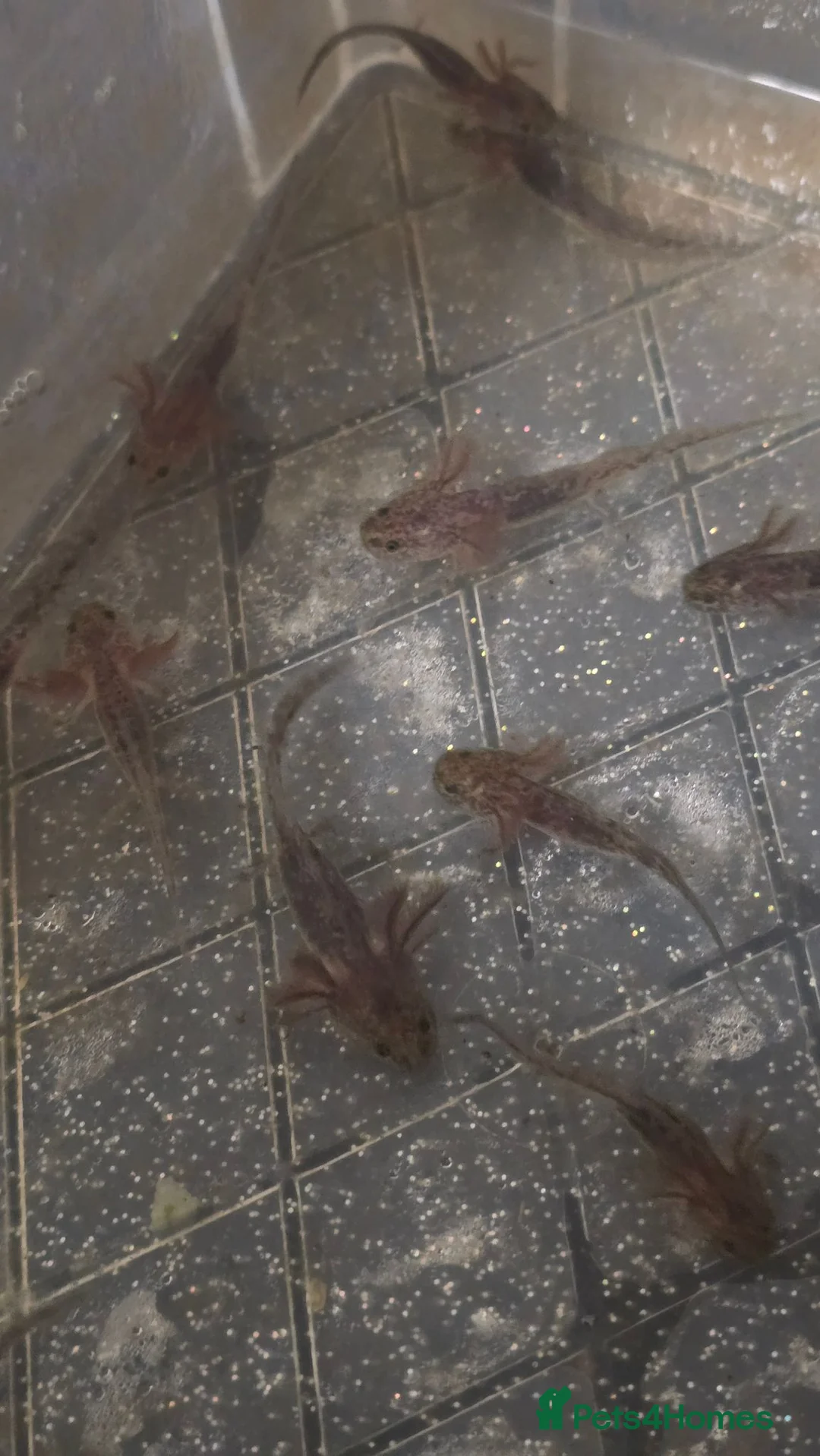 Other/Mixed Breed fish for sale: Axolotl babies in Stevenage - Advert 2
