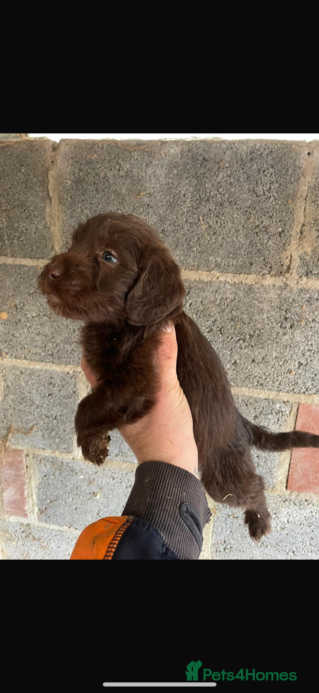 Maltipoo dogs for sale: Toy maltipoo puppies (toy poodle) - Advert 1