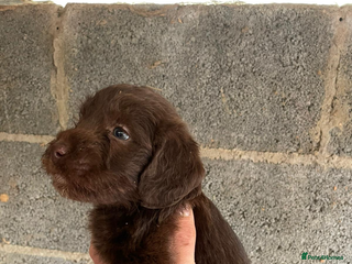 Maltipoo dogs Toy maltipoo puppies (toy poodle) - Advert 1