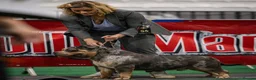 American Bully dogs for stud: ABKC Registered Male Stud "Thor" . - Advert 6