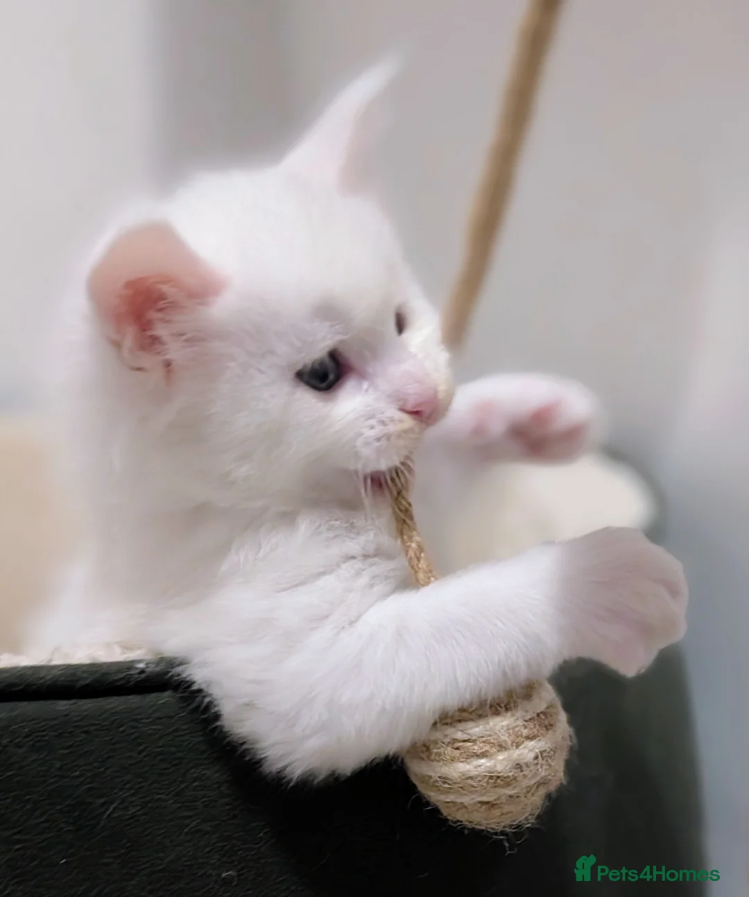 Maine Coon cats for sale: Beautiful Tica Registered Maine Coon Kittens  - Advert 10