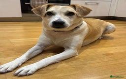 Mixed Breed dogs for adoption: Meet Freya, currently residing in Ormskirk  - Image 4