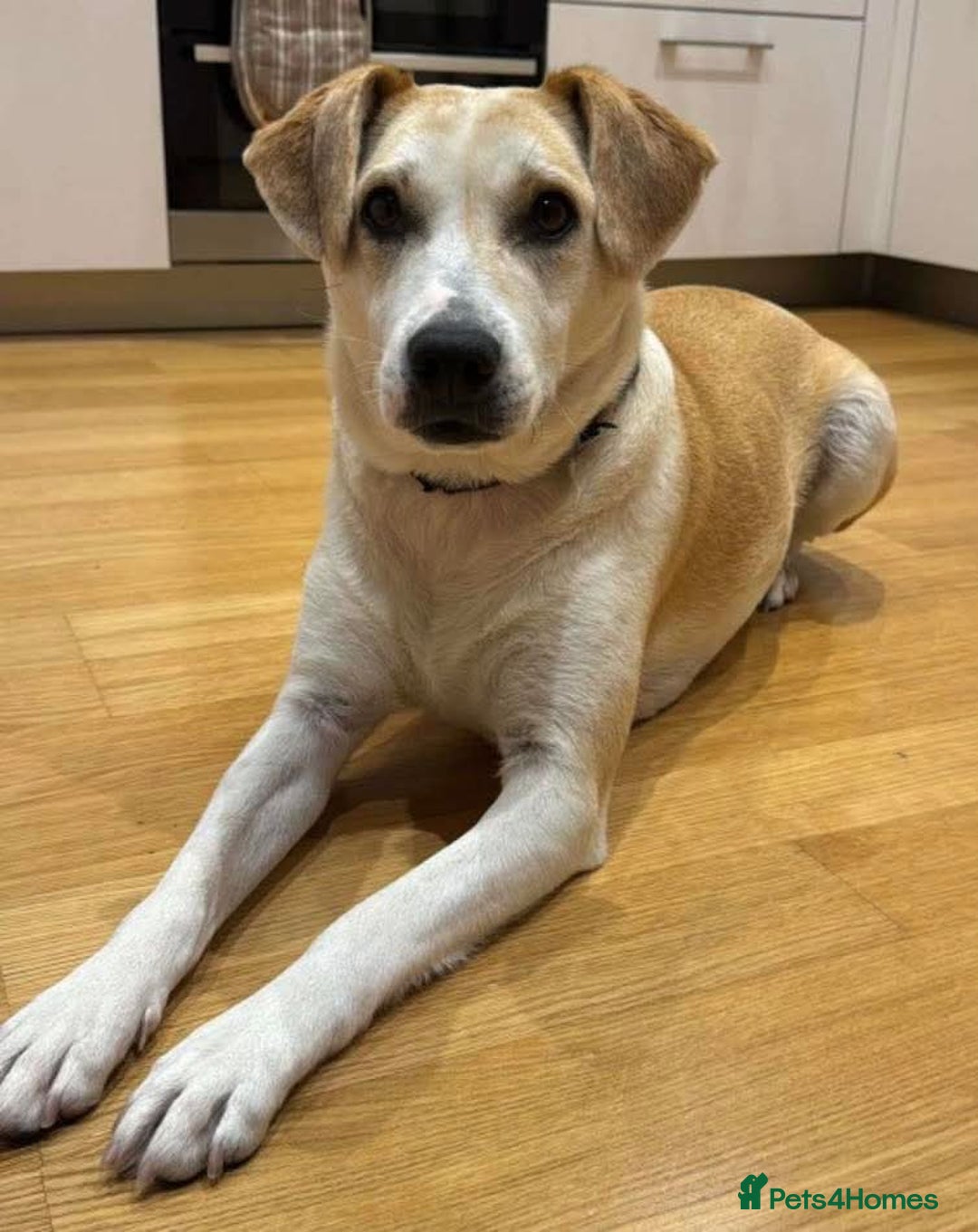 Mixed Breed dogs for adoption: Meet Freya, currently residing in Ormskirk  - Image 4