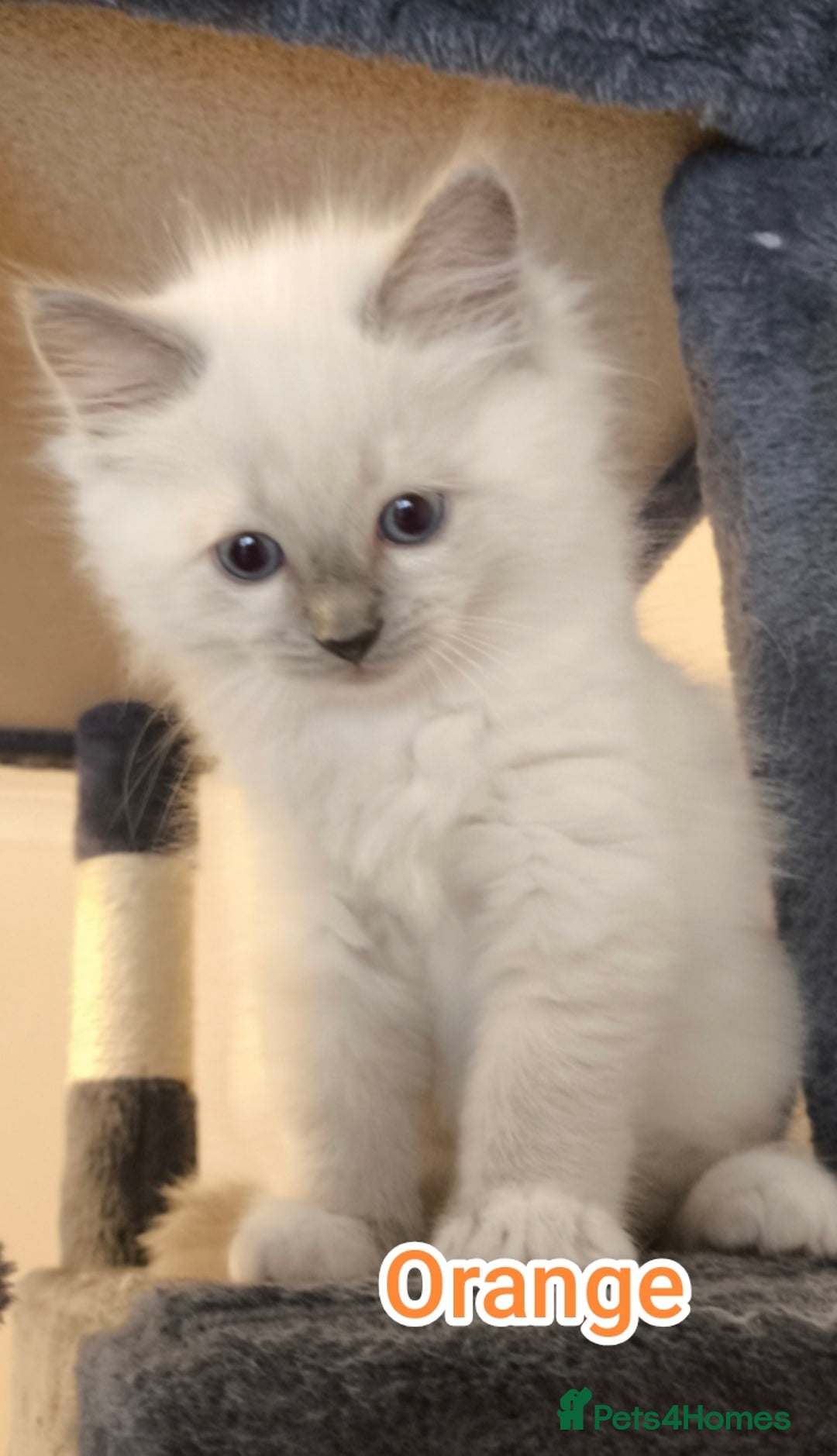 Ragdoll cats for sale: Beautiful Ragdoll Kittens GCCF registered  - Image 9