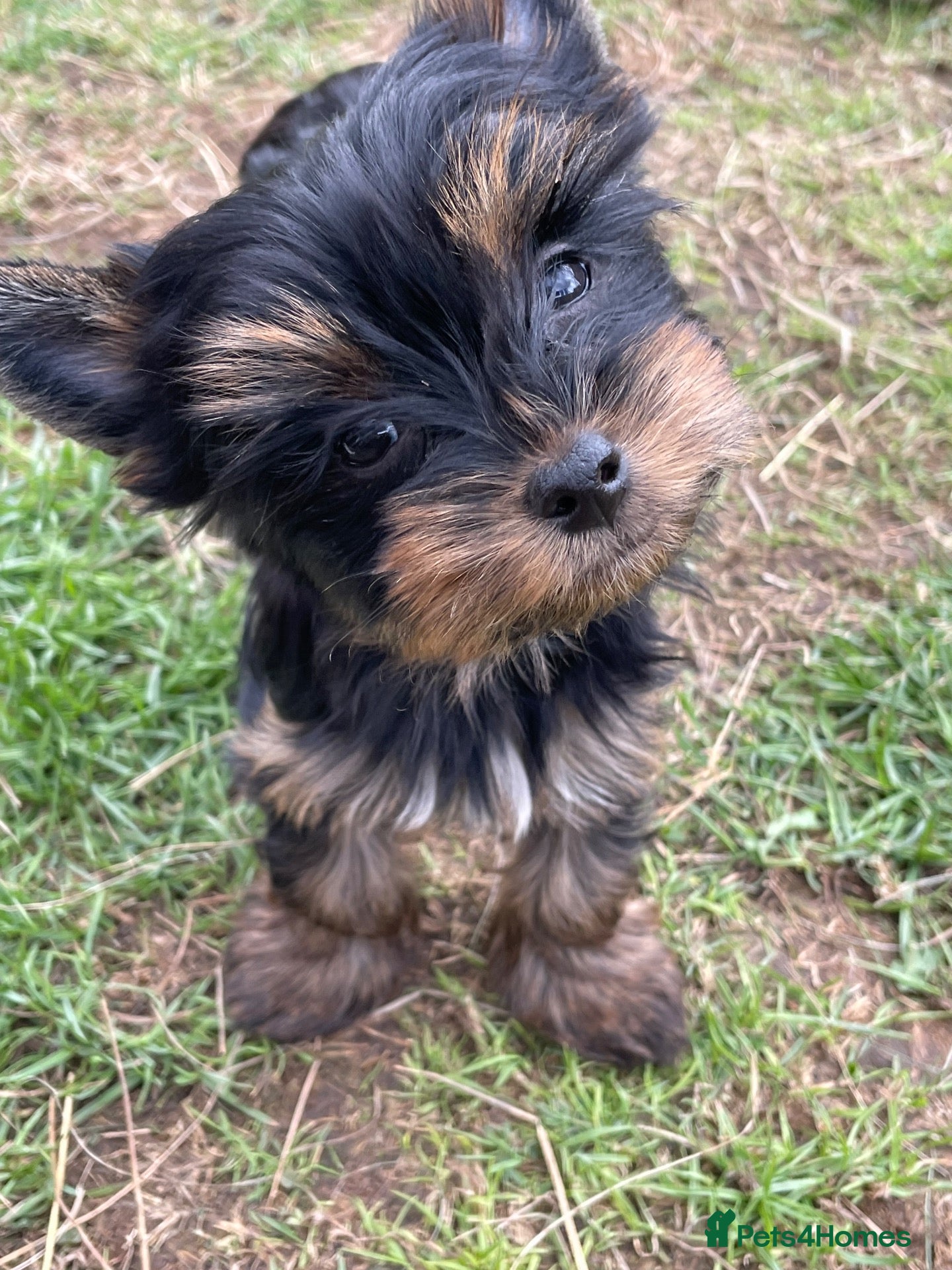 Yorkshire Terrier dogs Gorgeous Yorkshire Terrier Biewer Puppies - Advert 1