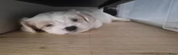 Mixed Breed dogs for sale: Maltese-Bichon puppies for sale 4 boys available - Advert 9
