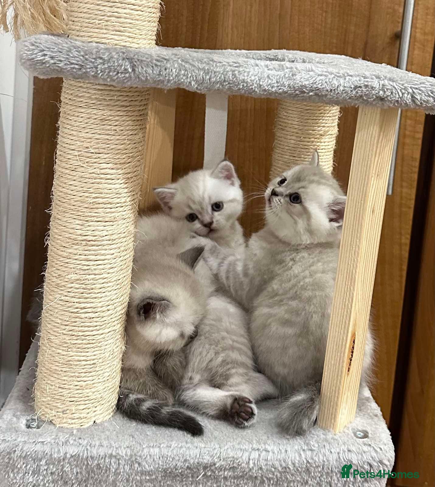 British Shorthair cats Pure Pedigree BSH Kittens for Sale - Advert 16