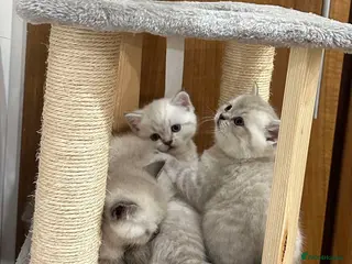British Shorthair cats Pure Pedigree BSH Kittens for Sale - Advert 16
