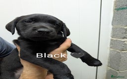 Labrador Retriever dogs for sale: Stunning black KC registered working Labradors  - Image 10
