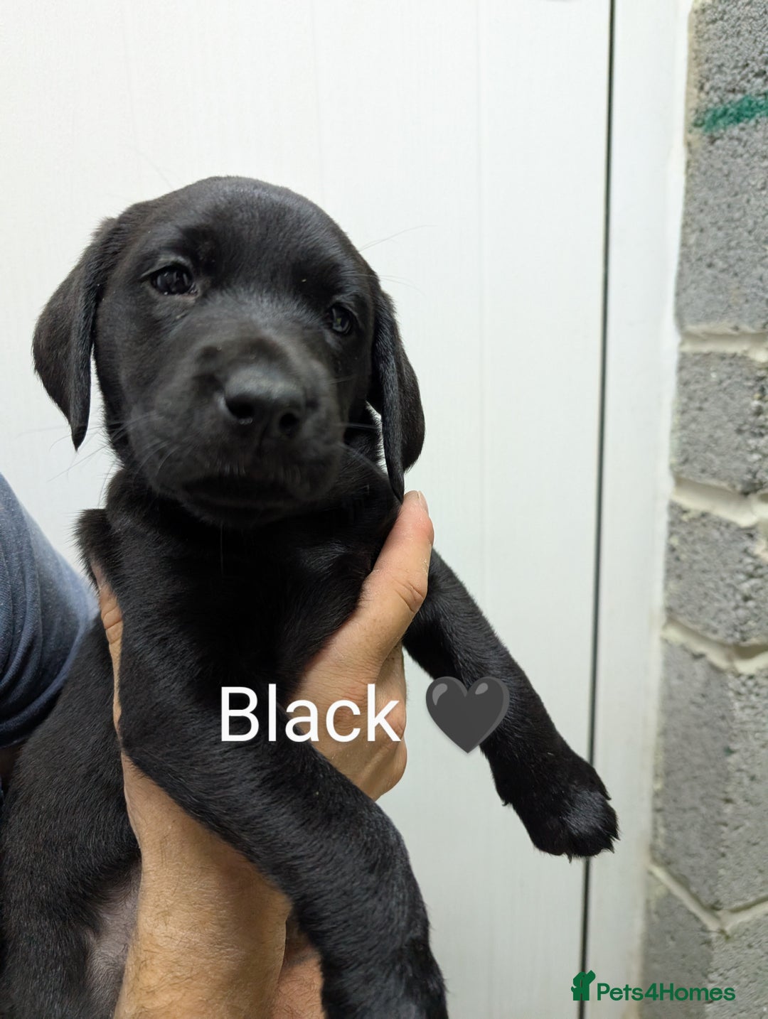 Labrador Retriever dogs for sale: Stunning black KC registered working Labradors  - Image 10