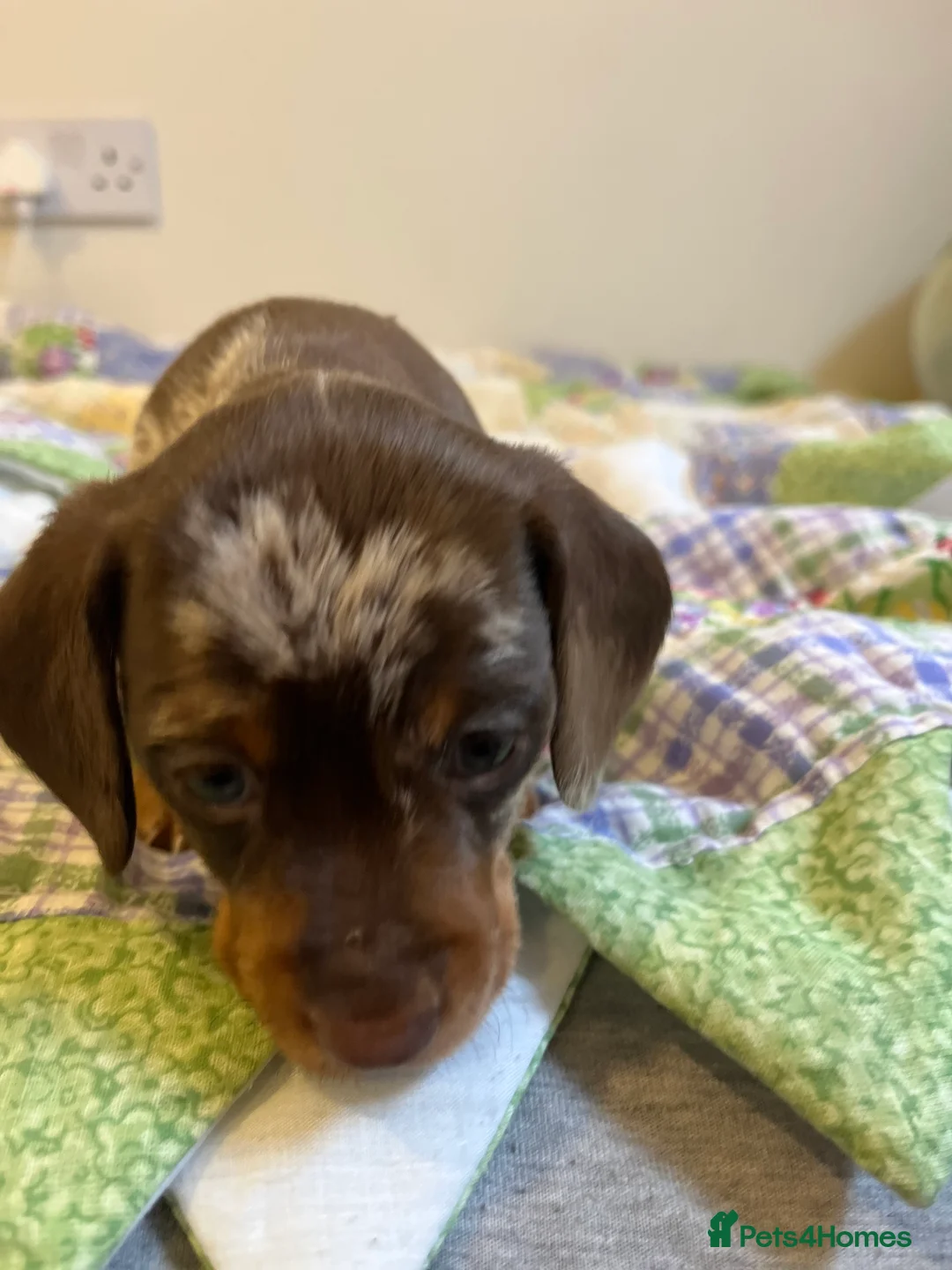 Miniature Dachshund dogs for sale: . Mini Dutch Hound Pups – Choc & Dapple - Advert 20