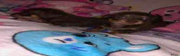 Miniature Dachshund dogs for sale: 2 girl miniature Dachshund  - Advert 6
