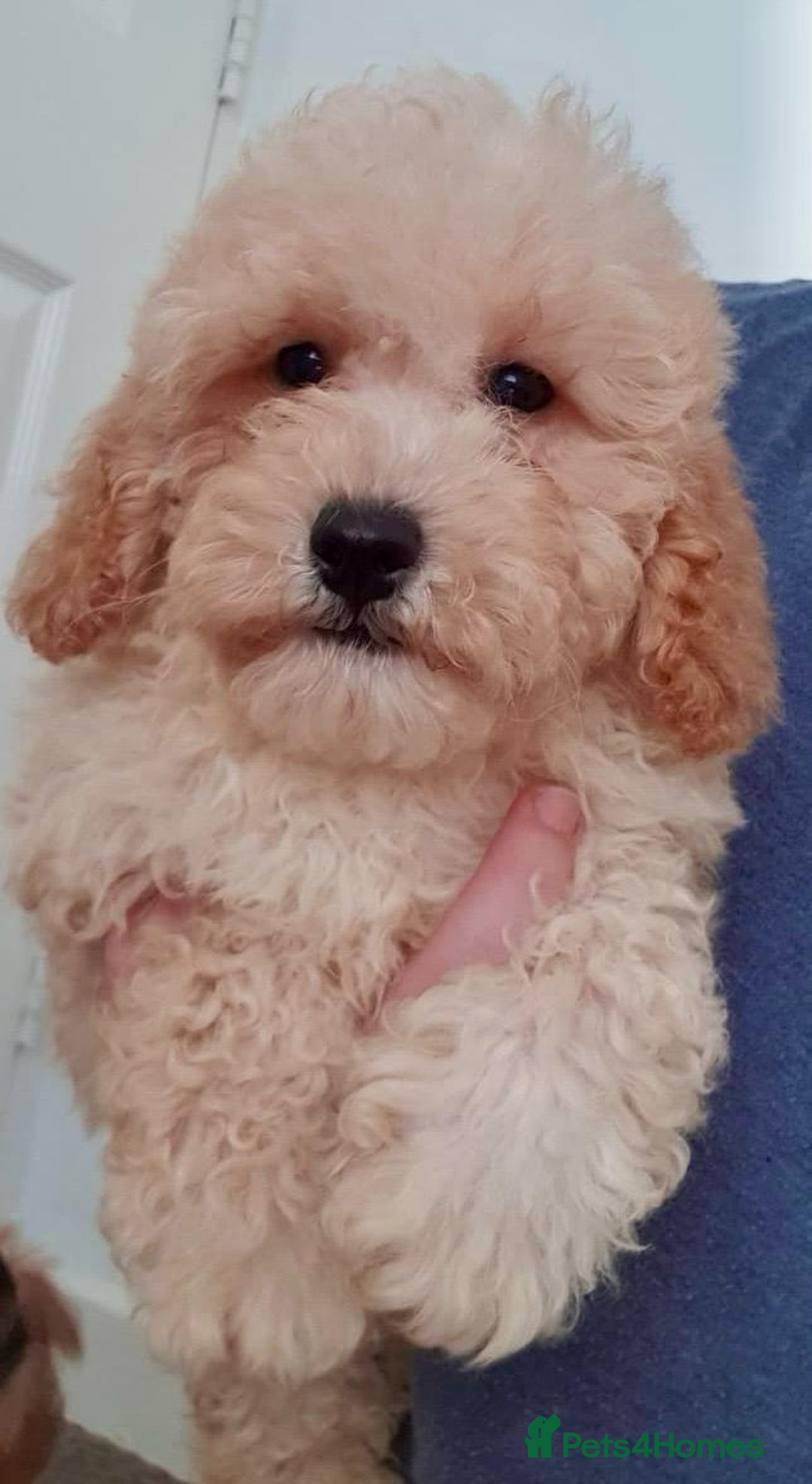 Maltipoo dogs for sale: 2 BOYS LEFT. MALTIPOO PUPPIES 😍 - Image 5