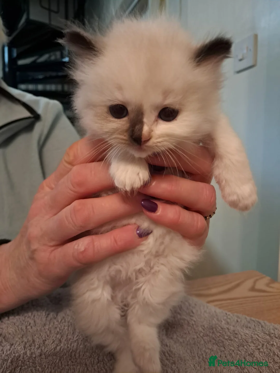 Ragdoll cats for sale: Adorable GCCF Ragdoll kittens - Advert 5