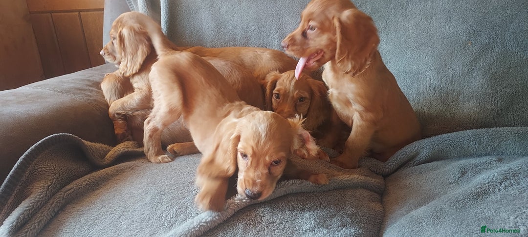 Cocker Spaniel dogs for sale: Beautiful health checked cocker spaniel puppies - Image 9