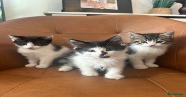 Mixed Breed cats in Enfield - Advert 3