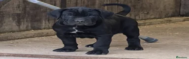Cane Corso 2