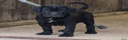 Cane Corso dogs for sale: Cane Corso Irish Kennel club registered  in Enniskillen - Advert 5