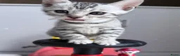 Bengal cats for sale: Bengal kittens in Liverpool - Advert 7
