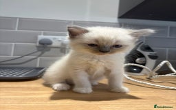 Ragdoll cats for sale: Last 2 beautiful boy blue mitted Ragdolls kittens  - Image 11