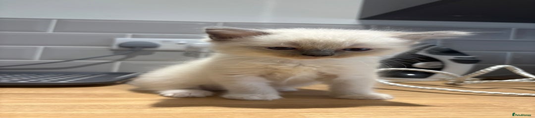 Ragdoll Kitten 5