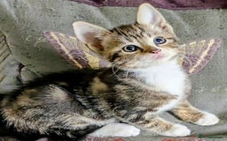Domestic Shorthair cats for sale: Beautiful domestic short hair kittens for sale  - Image 15