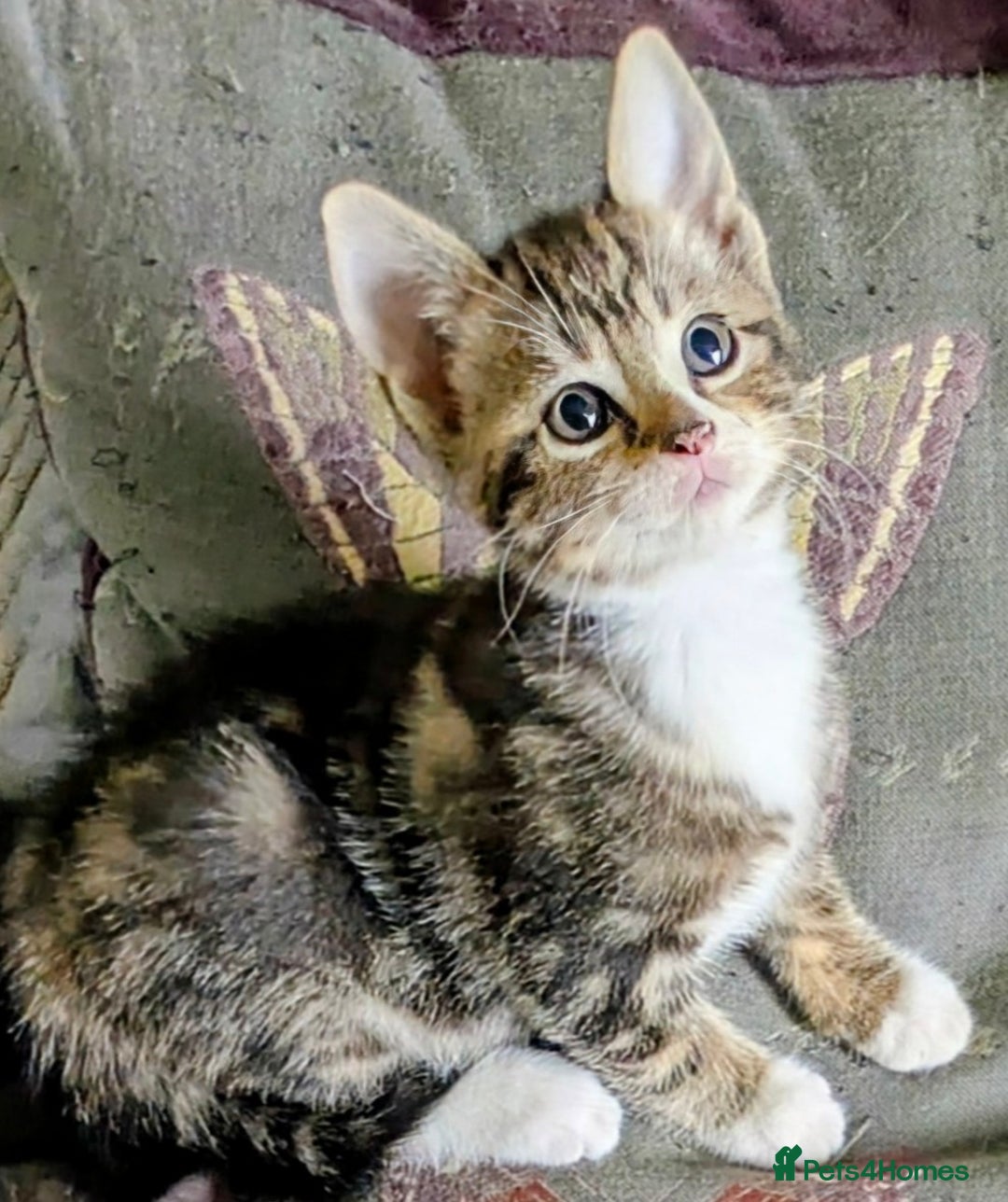 Domestic Shorthair cats for sale: Beautiful domestic short hair kittens for sale  - Image 15