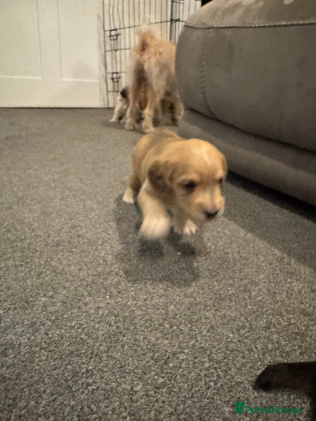 Cockapoo dogs for sale: Cockapoo puppies  - Image 3