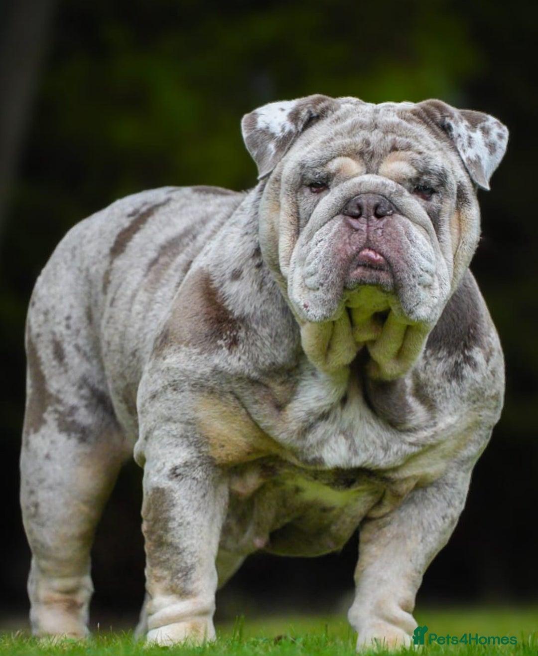 English Bulldog dogs for sale: Lilac Merle female English bulldog puppies  - Advert 2