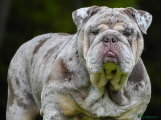 English Bulldog dogs Lilac Merle English bulldog puppies - Advert 1