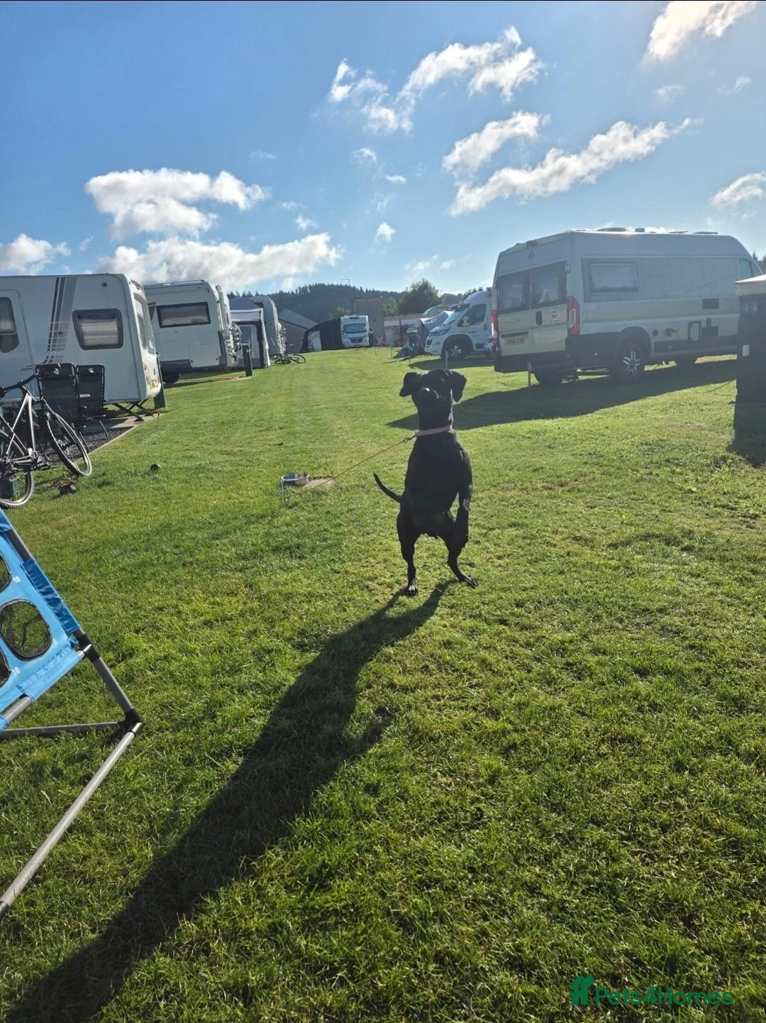 Mixed Breed dogs for sale: Black lad x patterdale 2years old in Consett - Advert 2