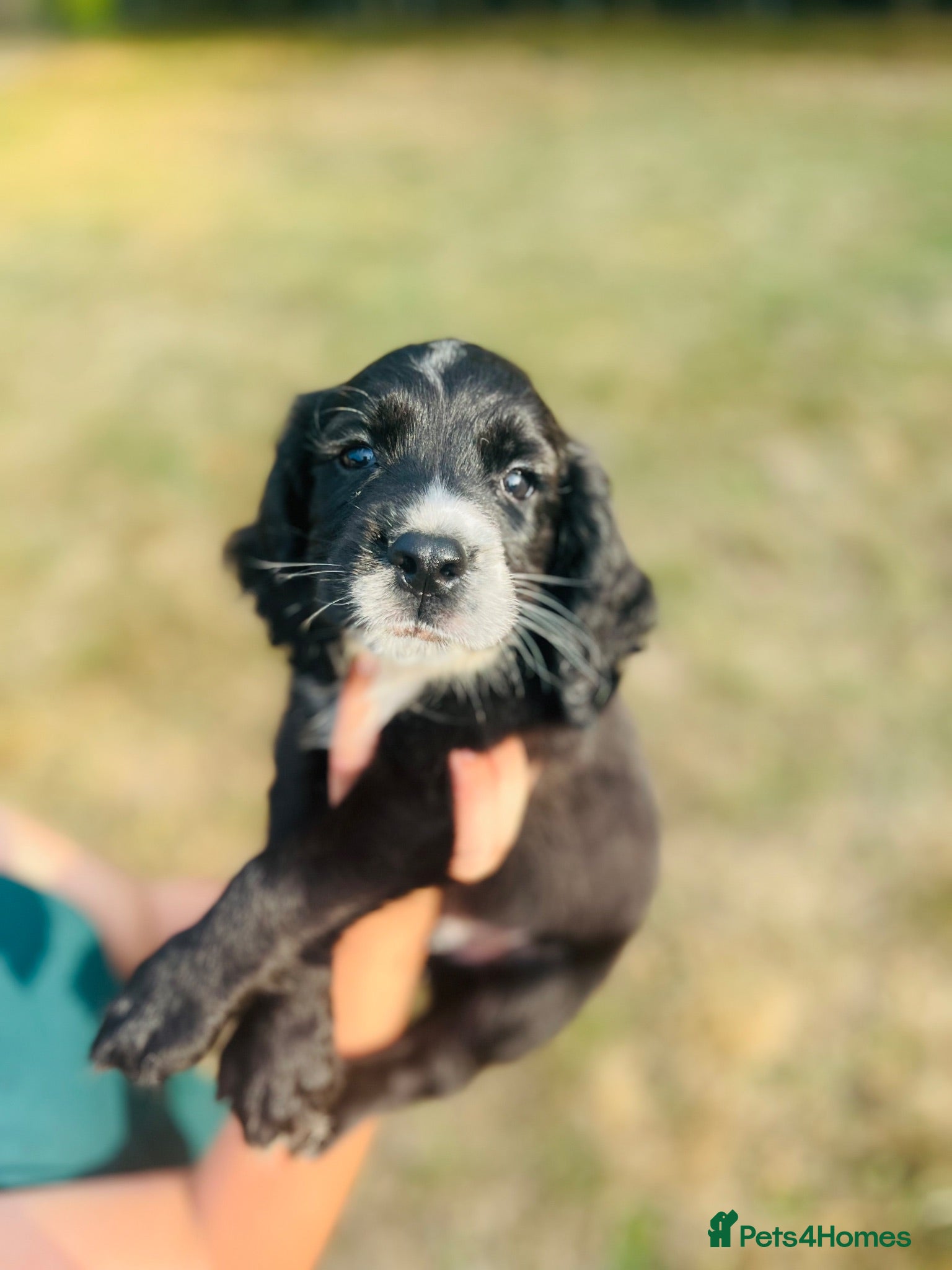 Cocker Spaniel dogs Stunning cocker spaniels ready now - Advert 1