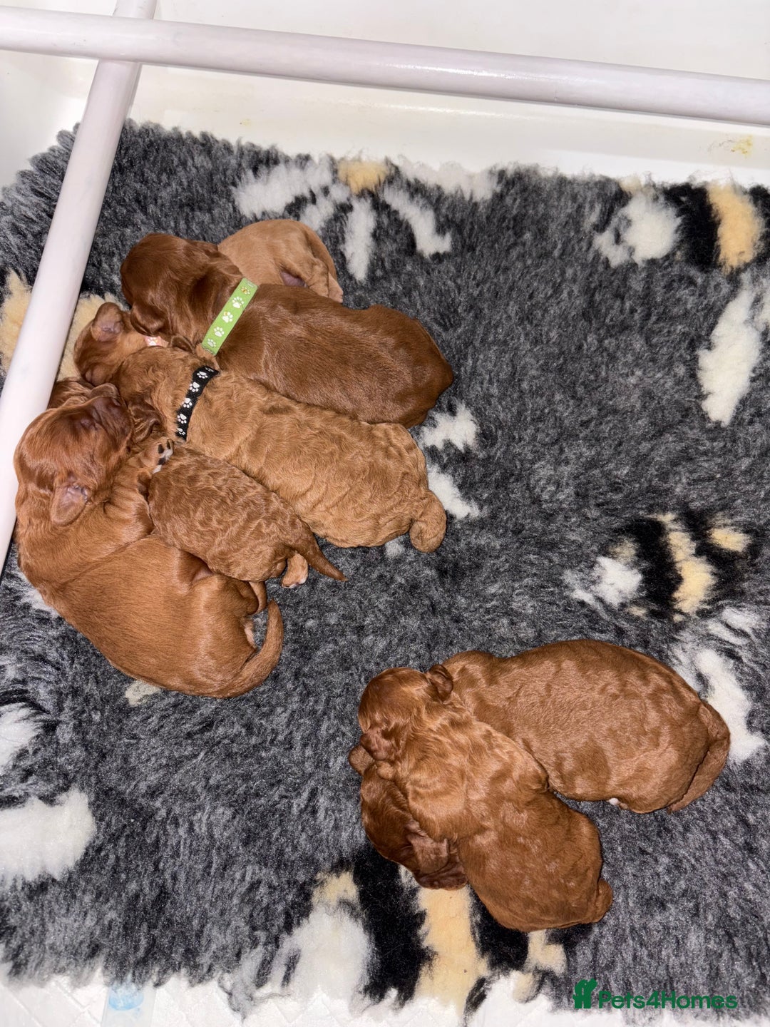 Cockapoo dogs for sale: F1b Cockapoo  - Advert 3