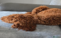 Cockapoo dogs for sale: Fox Red F1b Cockapoo Male - Image 6