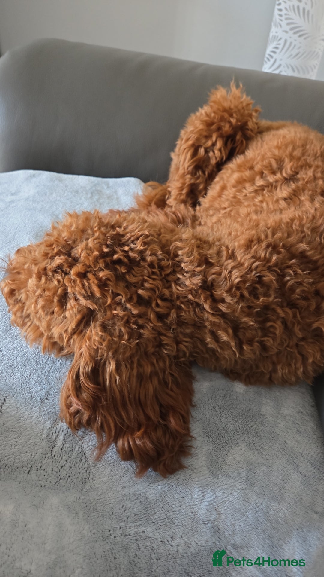 Cockapoo dogs for sale: Fox Red F1b Cockapoo Male - Image 6