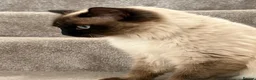 Ragdoll cats for sale: Ragdoll cat  - Advert 4