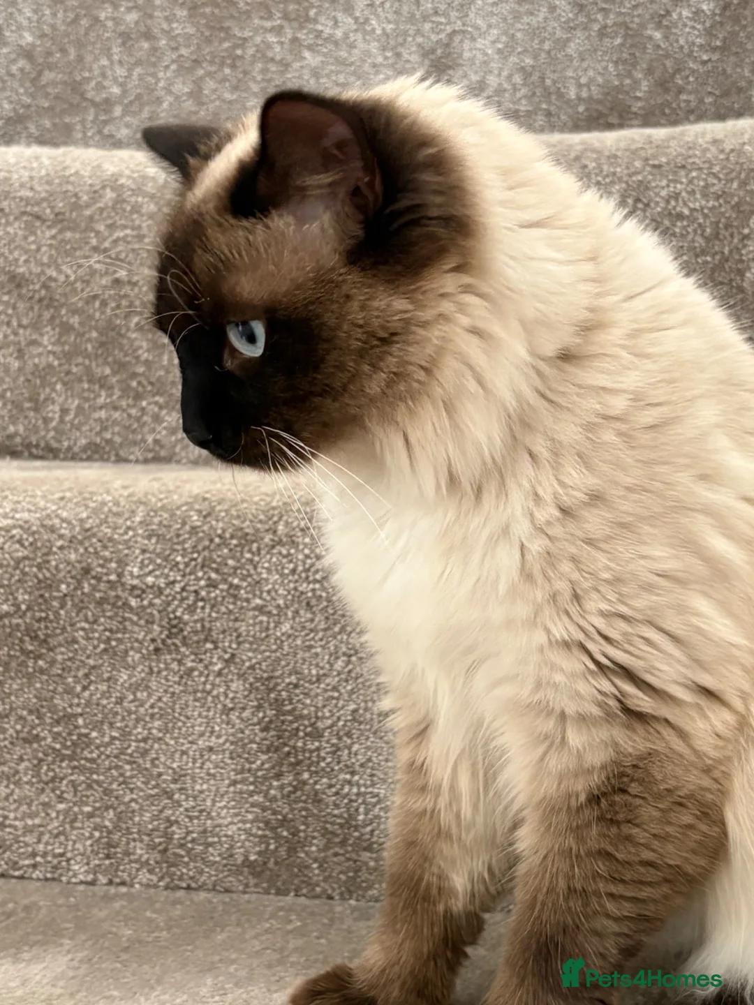Ragdoll cats for sale: Ragdoll cat  - Advert 4