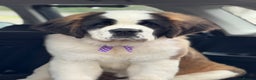 Saint Bernard dogs for sale: Saint Bernard for forever home  - Advert 6
