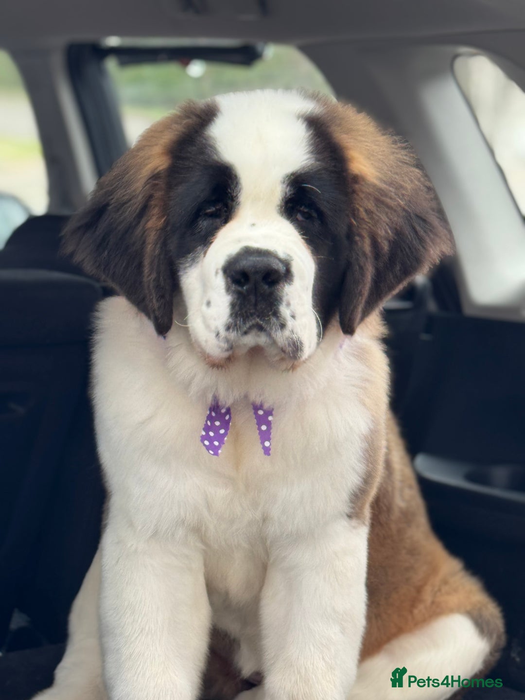 Saint Bernard dogs for sale: Saint Bernard for forever home  - Advert 6