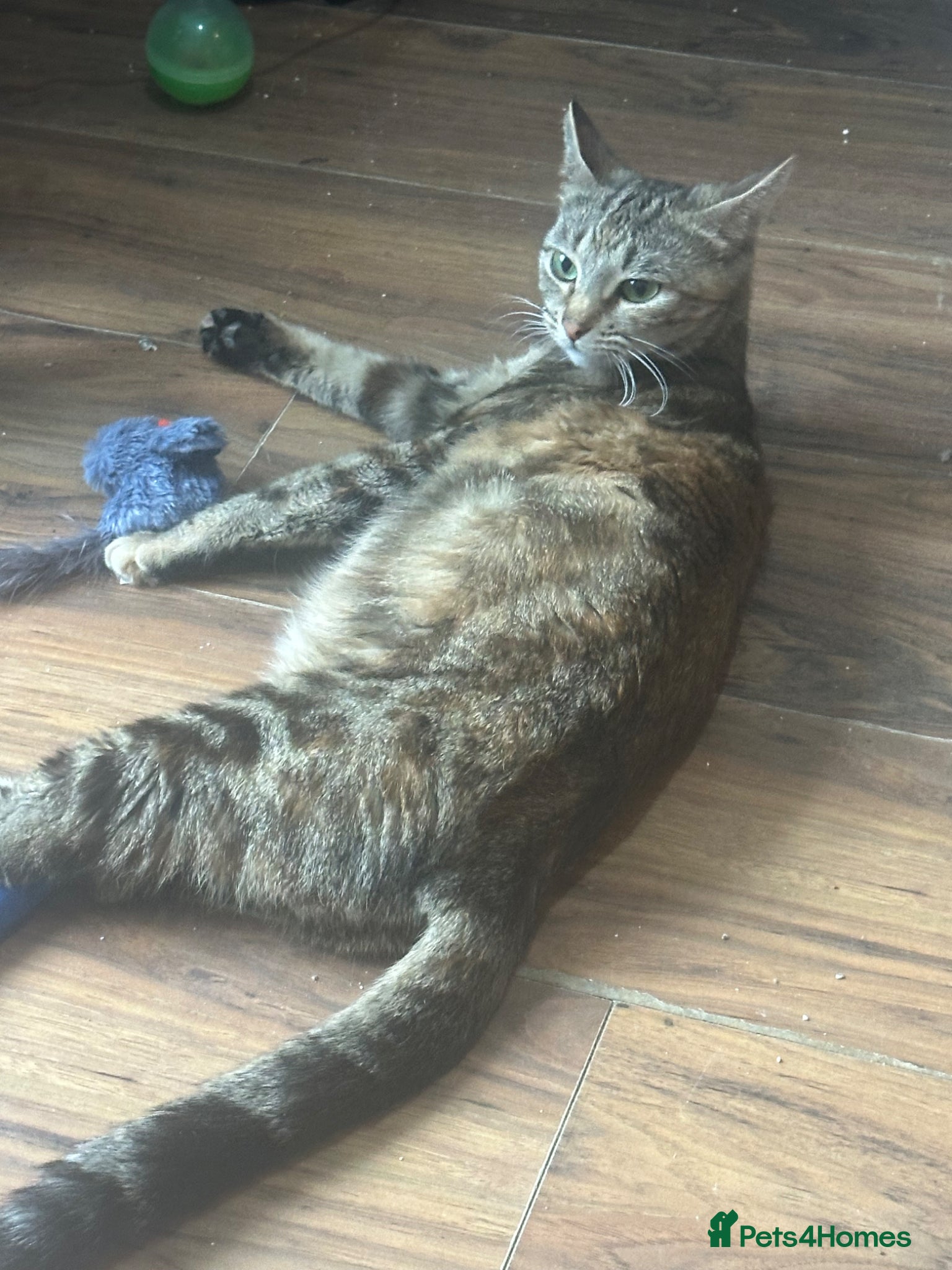Mixed Breed cats for sale: Bengal cross ragdoll - Advert 2